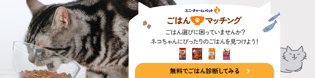 運営からの質問です。ネコちゃんに椅子の足をボロボロにされ…｜犬猫の 