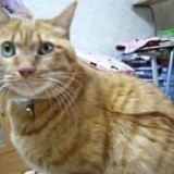 ミックス(雑種)、その他短毛種