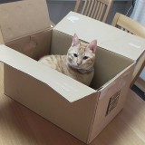 ミックス(雑種)、その他短毛種