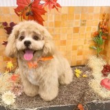 ミックス(雑種)、その他小型犬