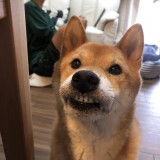 ミックス(雑種)、その他中型犬