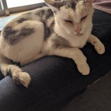 ミックス(雑種)、その他短毛種