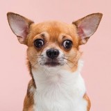 ミックス(雑種)、その他小型犬