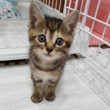 ミックス(雑種)、その他短毛種