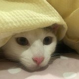 ミックス(雑種)、その他長毛種