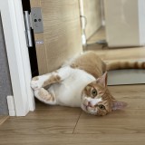 ミックス(雑種)、その他短毛種