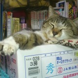 ミックス(雑種)、その他短毛種