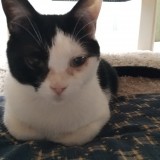 ミックス(雑種)、その他短毛種