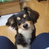 ミックス(雑種)、その他小型犬