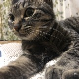 ミックス(雑種)、その他短毛種
