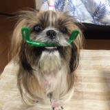 シー・ズー