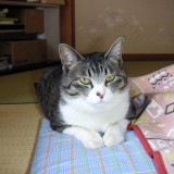 ミックス(雑種)、その他短毛種