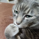 ミックス(雑種)、その他短毛種