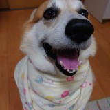 ウェルシュ・コーギー・ペンブローク