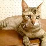 ミックス(雑種)、その他短毛種
