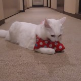 ミックス(雑種)、その他