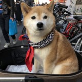ミックス(雑種)、その他中型犬