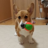 ウェルシュ・コーギー・ペンブローク