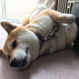 柴