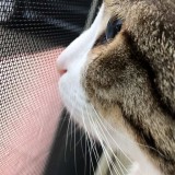 ミックス(雑種)、その他短毛種
