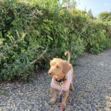 ミックス(雑種)、その他小型犬