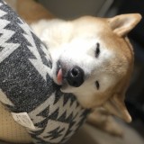 柴