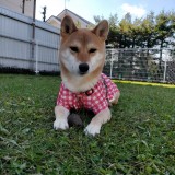 ミックス(雑種)、その他中型犬