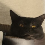 ミックス(雑種)、その他