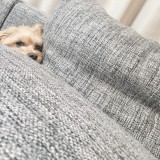 ミックス(雑種)、その他小型犬