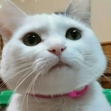 ミックス(雑種)、その他