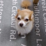 ミックス(雑種)、その他小型犬