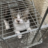 ミックス(雑種)、その他短毛種