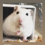 ミックス(雑種)、その他小型犬