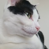 ミックス(雑種)、その他短毛種