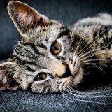ミックス(雑種)、その他短毛種