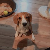 ミックス(雑種)、その他中型犬