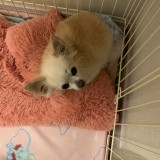 チワワ