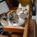 スコティッシュ・フォールド
