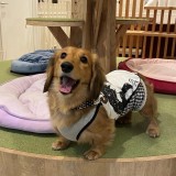 ミニチュア・ダックスフンド