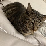 ミックス(雑種)、その他短毛種