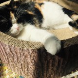 スコティッシュ・フォールド