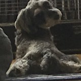 トイ・プードル