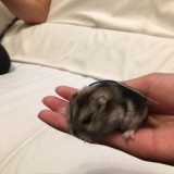 ミックス(雑種)、その他小型犬