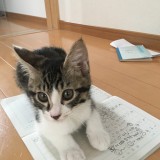 ミックス(雑種)、その他短毛種
