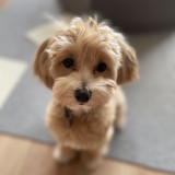 ミックス(雑種)、その他小型犬