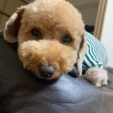 トイ・プードル