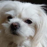 ミックス(雑種)、その他小型犬