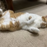ミックス(雑種)、その他短毛種