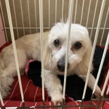ミックス(雑種)、その他小型犬