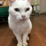 ミックス(雑種)、その他短毛種